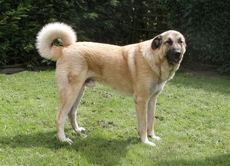 Finding the Right Anatolian Shepherd for You