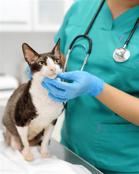 Finding the Right Veterinarian for Your Pet: A Comprehensive Guide to VetIQ Near Me