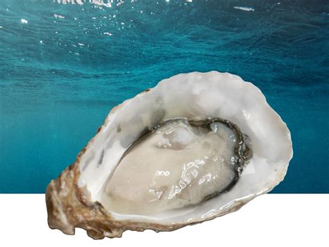 Fine de Claire Oysters: