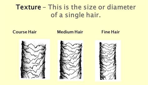 Fine vs. Thick Scalp: A Battle of Textures