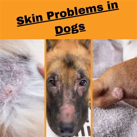 Finnster Icky: The Complete Guide to Understanding and Solving Your Dog's Skin Issues