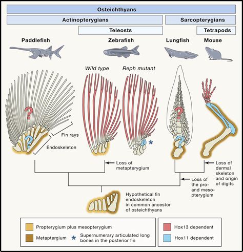 Fins into Limbs Evolution Epub