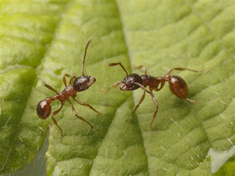 Fire Ants: A Formidable Invasive Species in Singapore