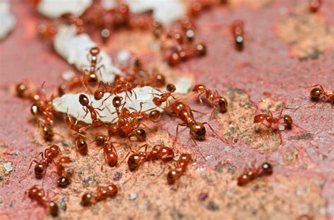 Fire Ants: A Tiny Menace in Singapore