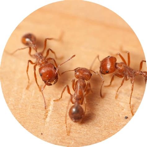 Fire Ants in Singapore: A Comprehensive Guide for Prevention, Control, and Management