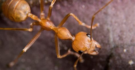 Fire Ants in Singapore: A Comprehensive Guide to Understanding and Managing the Invasive Pest