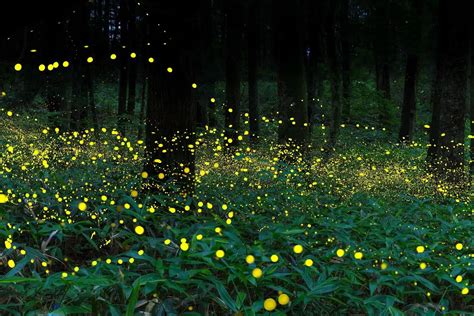 Fireflies 5000: Unlocking the Secrets of Nature's Nighttime Wonder