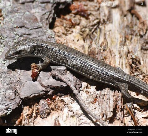 Fireproof Lizard: The Amazing Ability of the Northern Alligator Lizard to Survive Wildfires