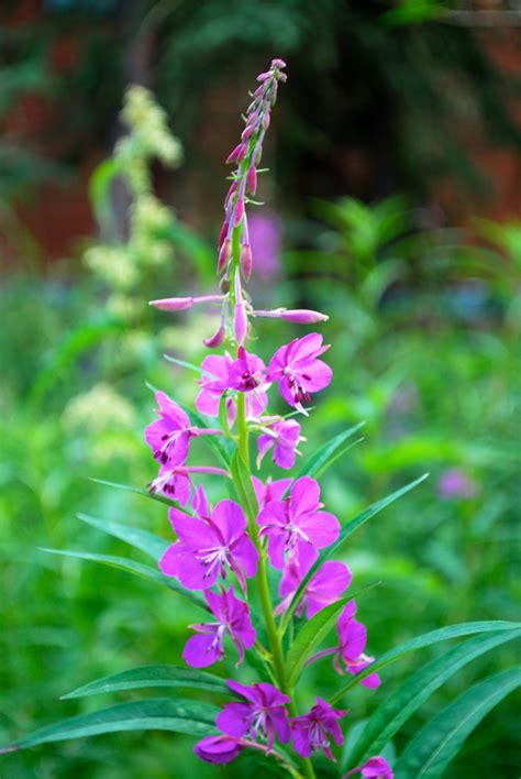 Fireweed