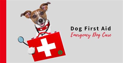 First Aid for Dogs What to do When Emergencies Happen Reader