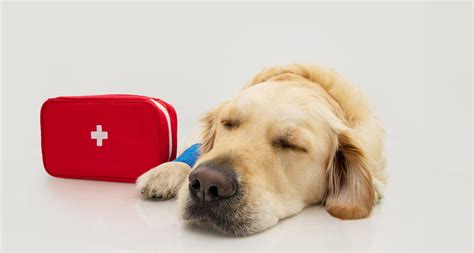 First Aid for Dogs What to do When Emergencies Happen Reader