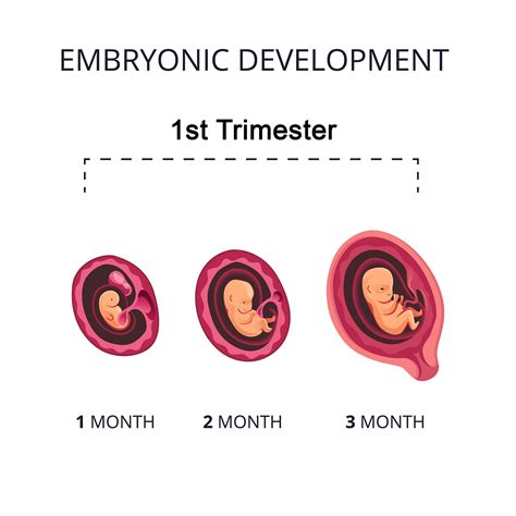 First trimester (11-14 weeks):