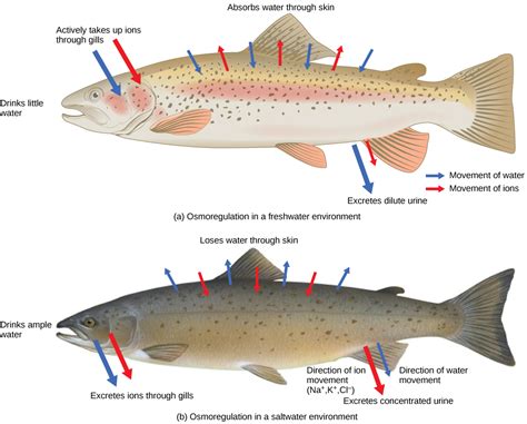 Fish Environment and Fish Biology Kindle Editon