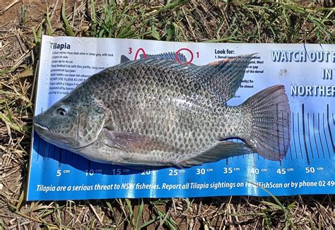 Fishing for Tilapia