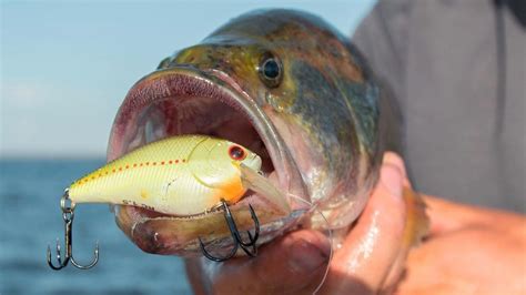 Fishing in the Swamp: A Comprehensive Guide to Landing Big Catches