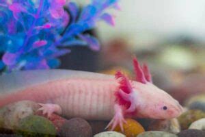 Fishnet Housepets: The Ultimate Guide to Keeping Exotic Aquatic Companions