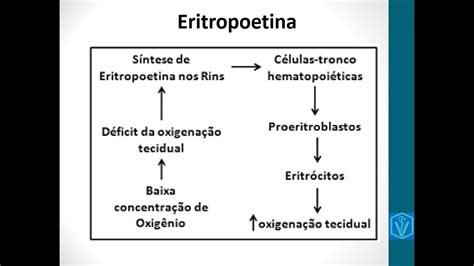 Fisiologia da Eritropoetina