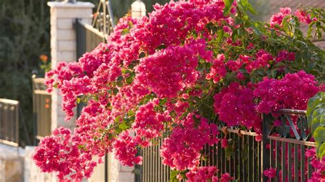 Five Essential Steps for Fertilizing Bougainvillea Plants