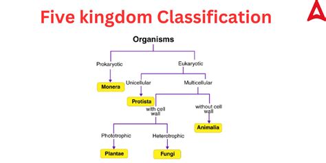 Five Kingdom Classification Chart