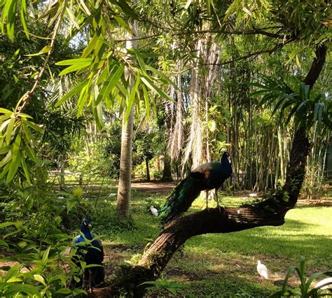 Flamingo Gardens Davie: An Oasis of Nature and Wonder