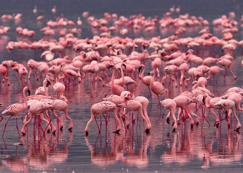 Flamingo Watching Reader