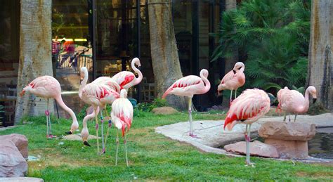 Flamingo Wildlife Habitat Las Vegas NV