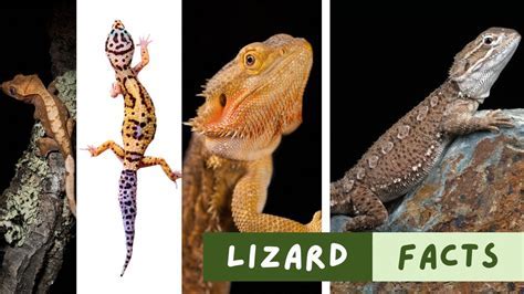 Flat Lizard Traits: A Comprehensive Guide to Their Fascinating Adaptations