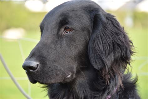 Flat Retriever