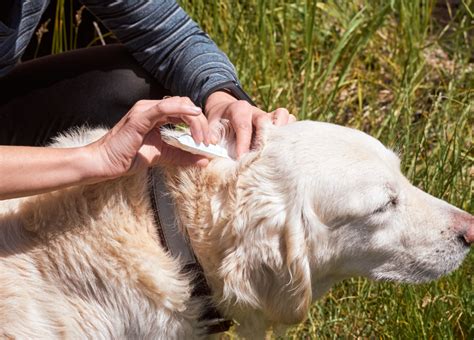 Flea Collars: A Comprehensive Guide to Protecting Your Pet