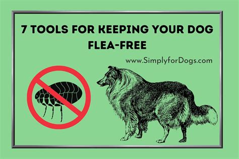 Flea Control: Keeping Your Dog Flea-Free and Happy