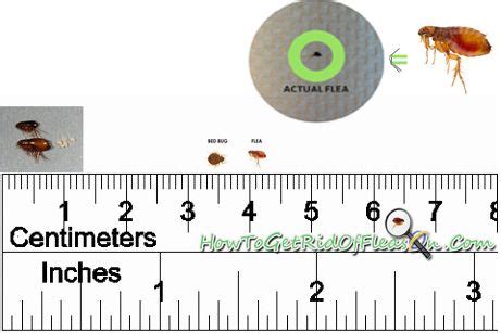 Flea Size Chart