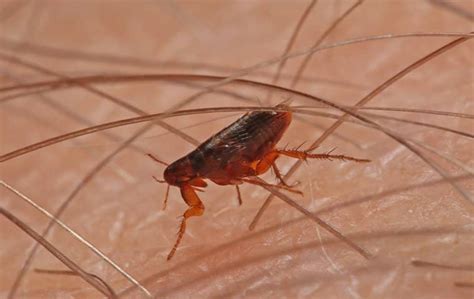 Fleas: The Tiny Pests with a Big Impact