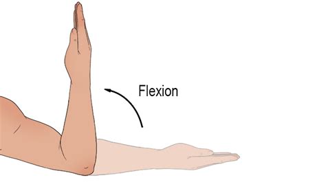 Flexion