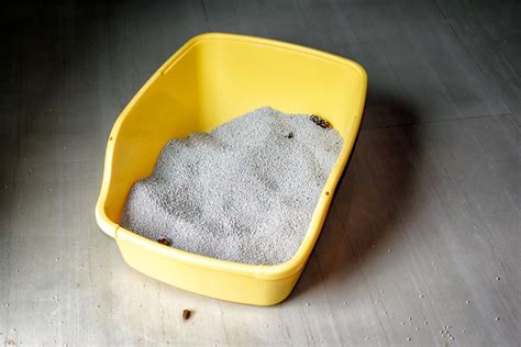 Flies Litter Box: An In-Depth Guide