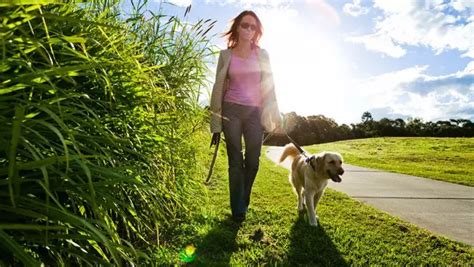 Flies Repellent for Dogs: Safeguarding Your Canine Companion from Nuisance Pests