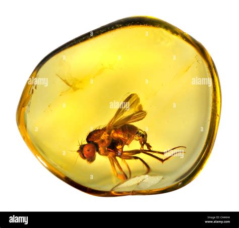 Flies from the Amber Doc