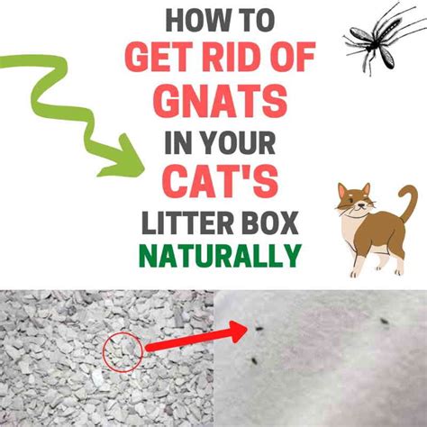 Flies in Cat Litter: Causes, Prevention, and Elimination