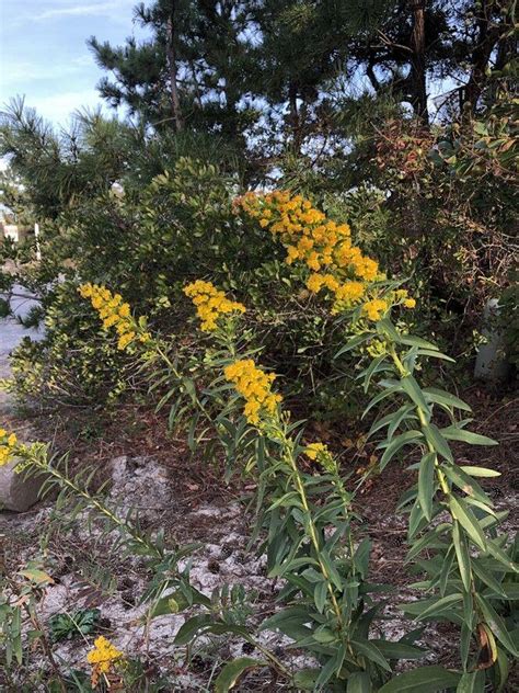 Florida's State Colors: A Deep Dive into Goldenrod and Sunshine Yellow