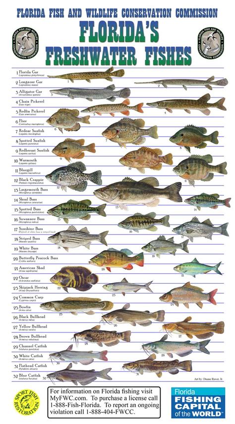 Florida Freshwater Fish Chart