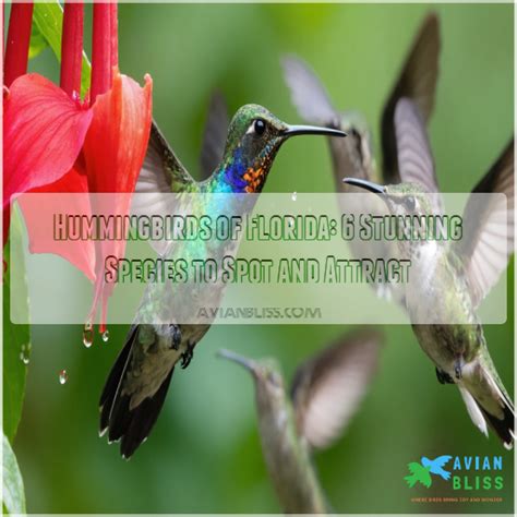 Florida Hummingbirds Answer Key Epub
