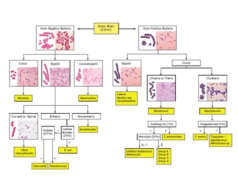 Flow Chart Of Bacteria