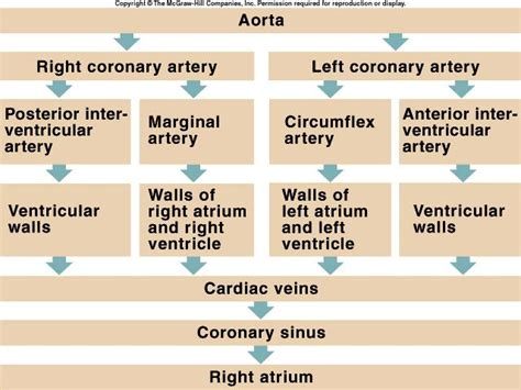 Flow Chart Of Coronary Circulation