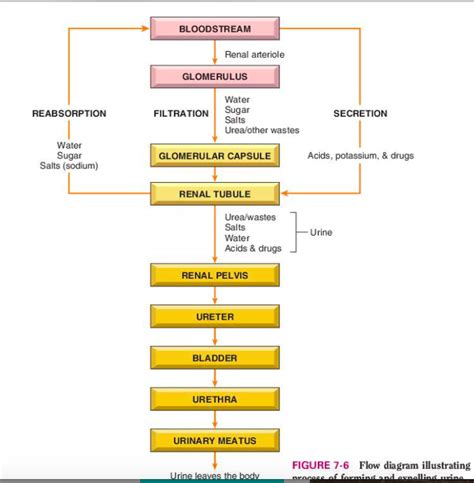 Flow Chart Of Urinary System
