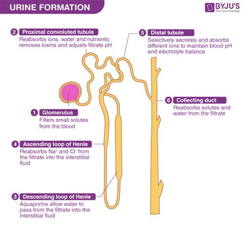 Flow Of Urine Chart