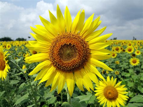 Flower, Sun, & Rain: The Perfect Trio for Plant Growth