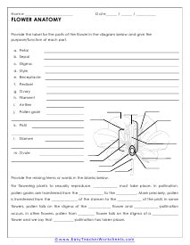 Flower Structure And Reproduction Coloring Answer Key Epub