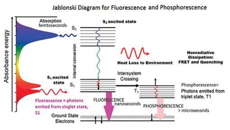 Fluorescence: A Transient Glow