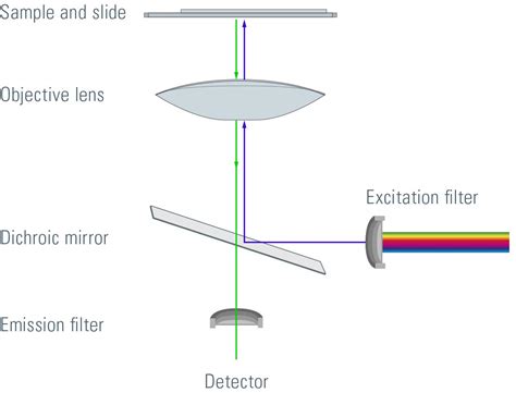 Fluorescence: The Key to Illumination