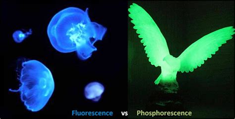 Fluorescence and Phosphorescence: A Dynamic Duo