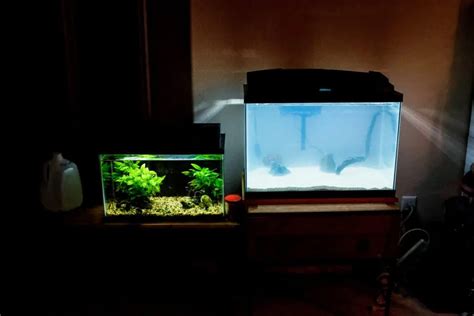 Foggy Aquarium Water: Causes, Prevention, and Solutions